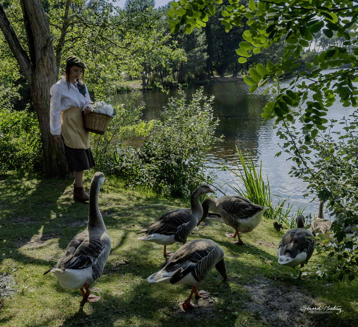 Les Oies et les Canards Les Oies et les Canards