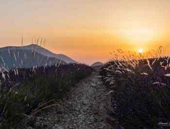 8 - Coucher de soleil-Ventoux et lavande